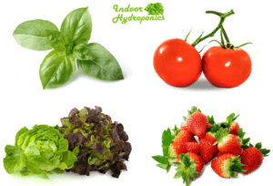 Plants for Indoor Hydroponic Grow System