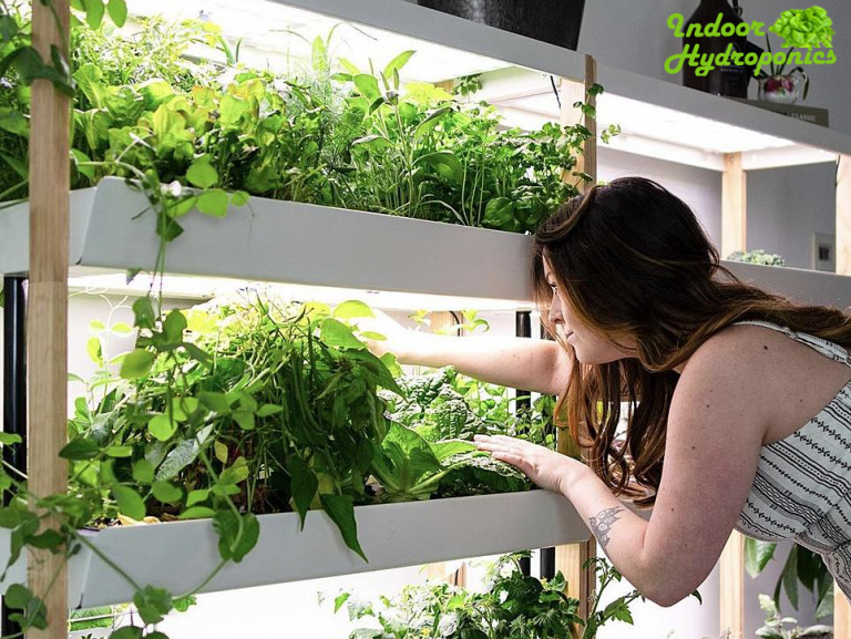 Indoor Hydroponics System Complete beginners guide 2022