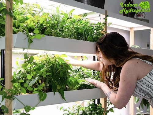 caring Indoor Hydroponic Grow System