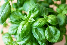 Basil_best vegetables for hydroponics
