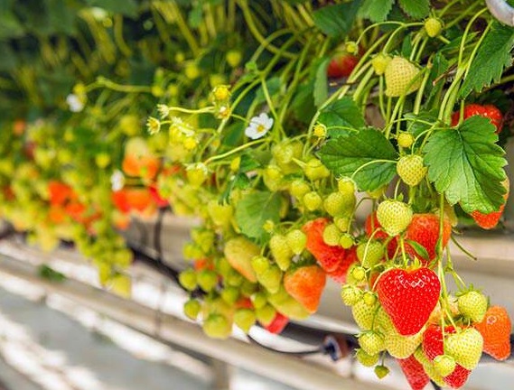 Strawberries_hydroponics